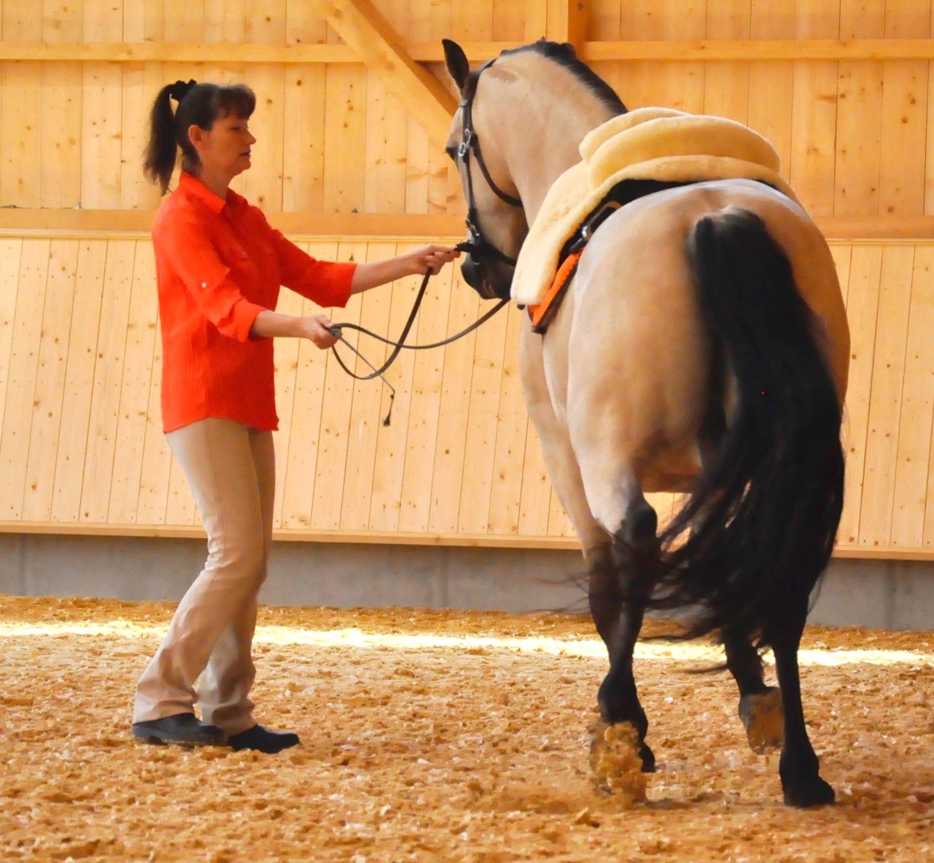 Ausbildung Zum Pferdetrainer